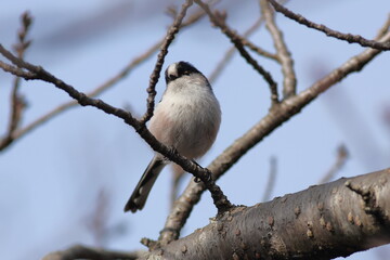 Kawaii Long-tailed Tit
