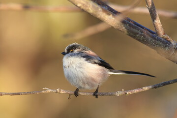 Kawaii Long-tailed Tit