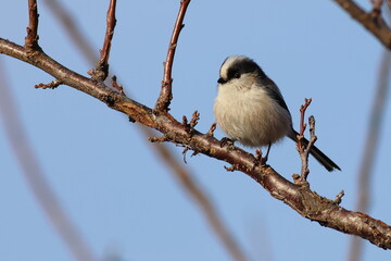 Kawaii Long-tailed Tit