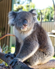 Koala relaxing in a tree in Perth, Australia. This was at an Sanctuary in Perth, Western Australia. This was on a sunny morning during winter. June 2022.
