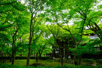 新緑が美しい季節の真如堂境内