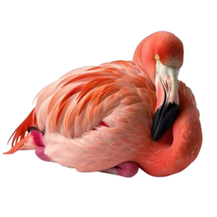 Fotobehang Flamingo Laying Down Isolated © Hungarian