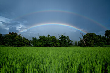 Landscape of rice field with double rainbow background