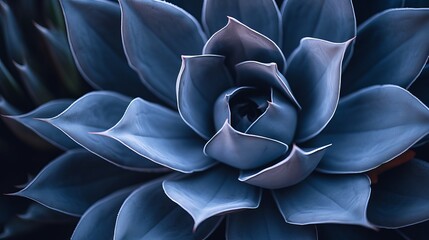 Agave attenuata leaf, cactus plant, soft details texture. Lush succulent leaves details. Dark tropical foliage. Blue toned nature background. exuberant and refined. luxuriant. organic.