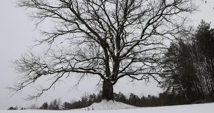 an old oak tree in winter during a snowfall, falling snow in a field with a lone oak tree without foliage