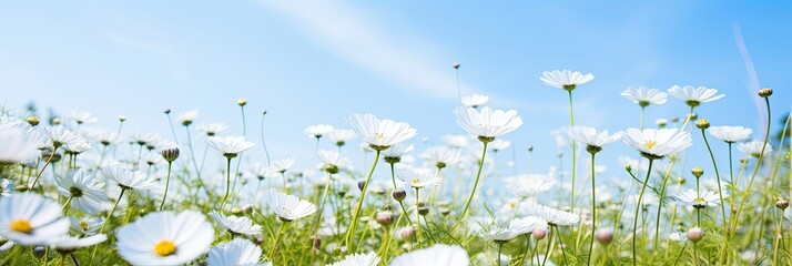 Beautiful flowers bloom with blue sky in the spring field, - obrazy, fototapety, plakaty
