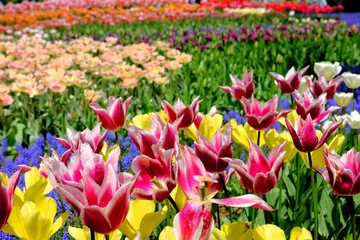 Zelfklevend Fotobehang カラフルな色のチューリップ畑 © 朋昭 増田