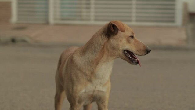 Perro frente a una casa de barrio