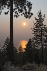 Fire sunset between trees 