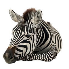 Fototapeta na wymiar Zebra Laying Down Isolated
