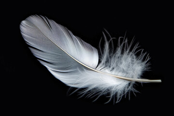 Obraz premium White Feather On Black Surface For Background Created Using Artificial Intelligence