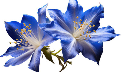 Jacobs Ladder isolated on a transparent background