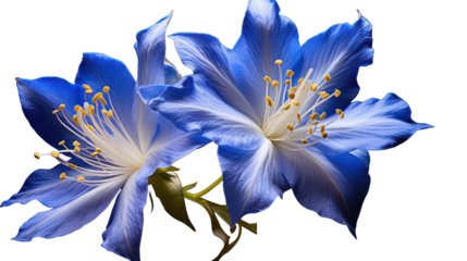 Jacobs Ladder isolated on a transparent background