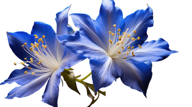 Jacobs Ladder isolated on a transparent background