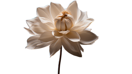 La Ville de Bruxelles flower isolated on a transparent background