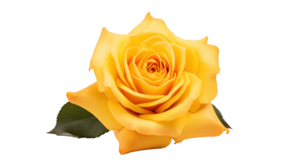Lyda Rose flower isolated on a transparent background