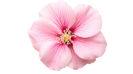 Maiden Pink flower isolated on a transparent background