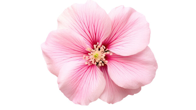 Maiden Pink flower isolated on a transparent background