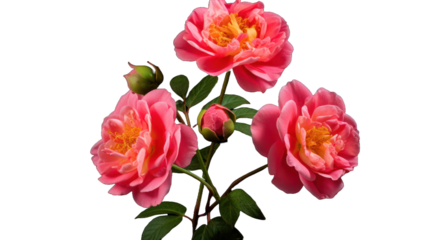 Moss Roses flower isolated on a transparent background