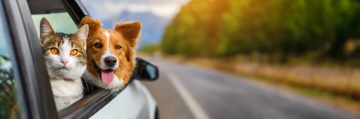 Funny portrait of cat and dog in the car on road trip. Panoramic banner, travel concept - 732914156