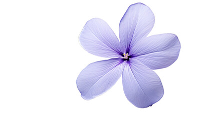 Periwinkle flower isolated on a transparent background