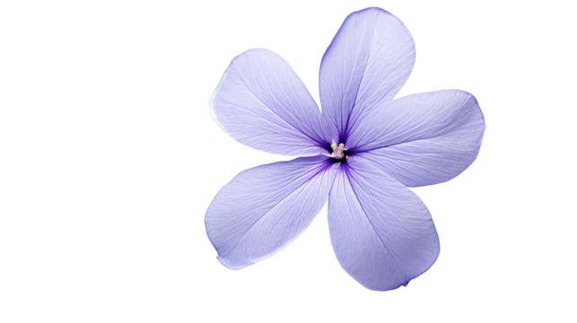 Periwinkle flower isolated on a transparent background