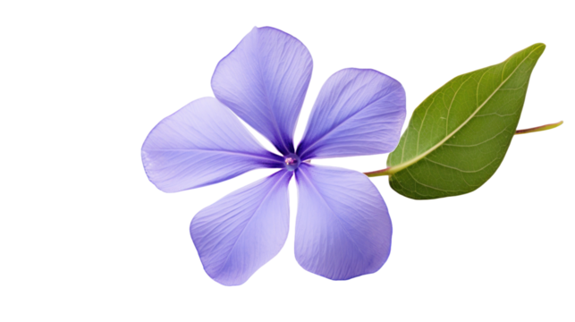 Periwinkle flower isolated on a transparent background