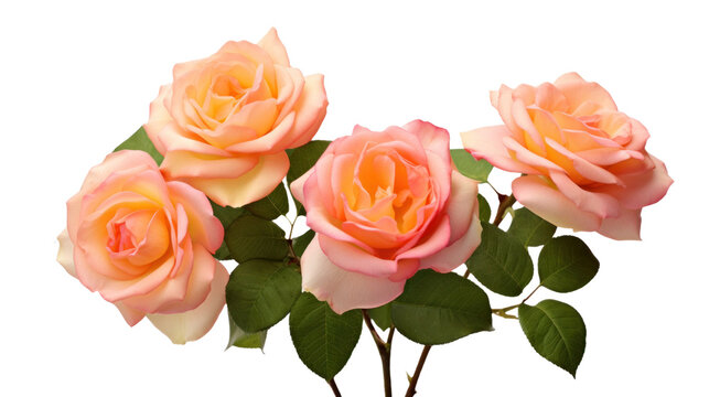 Polyantha Roses flower isolated on a transparent background