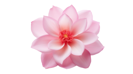 Princesse Josephine Charlotte flower isolated on a transparent background