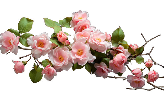 Rambling Roses flower isolated on a transparent background