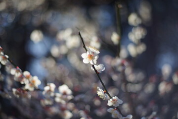 The plum blossoms are in full bloom now