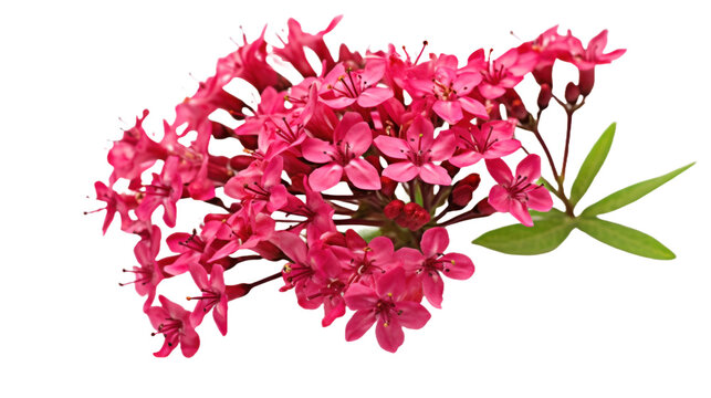 Red Valerian flower isolated on a transparent background