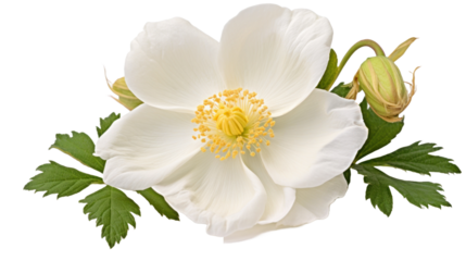 Rosa Rugosa Alba flower isolated on a transparent background