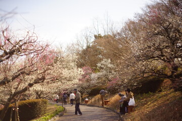 The plum blossoms are in full bloom now