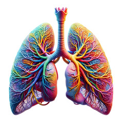 human lung anatomy model