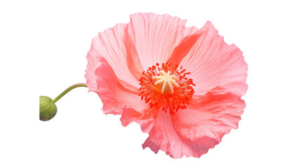 Shirley Poppy flower isolated on a transparent background