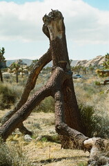 Stump in Joshua Tree