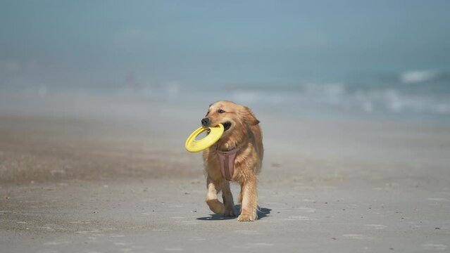 Cute Golden Retriever carrying freesbee on the seashore