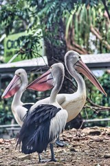 Port Douglas, Australia