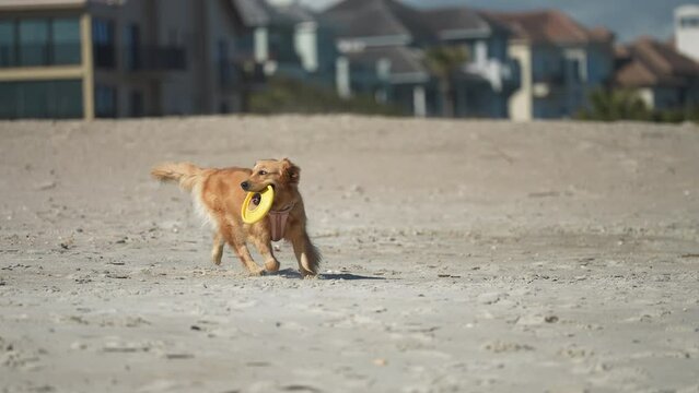Happy Golden Retriever with freesbee on the beach