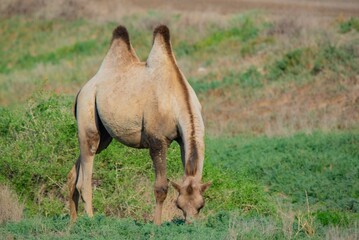 A brown camel walks on the green steppe