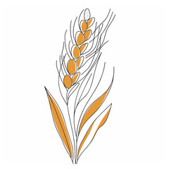 Elegant line drawing of summer wheat. Illustration for invites and cards