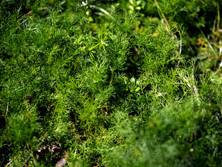 green grass similar to dill leaves