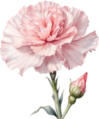 Watercolor painting of a Carnation flower.