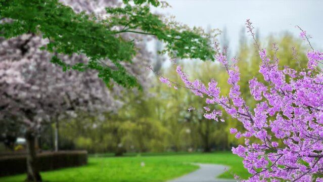 Blossoms fall from trees against abeautiful blur orchard blooming background. Slow motion. Bright floral scene with natural lighting.  Arrival of spring, people coming and going amidst cherry blossom
