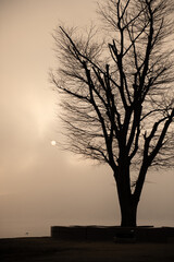 Morning scenery and fog on the lakeside with trees
