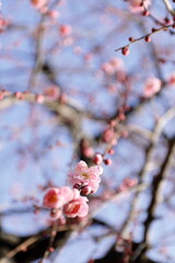 日本の春の梅