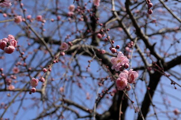 日本の春の梅