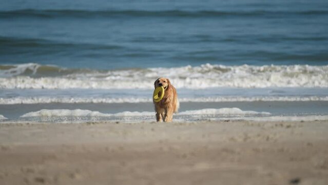 Golden Retriever jogging on the beach with freesbee
