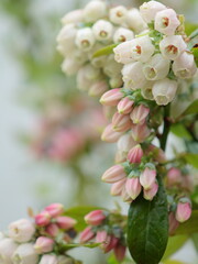 ブルーベリーの花